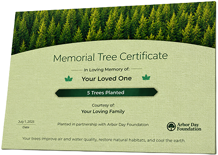 Plant Trees in Memory of Mrs. Dorothy Jordan